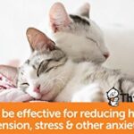 ThunderEase Multicat Calming Pheromone Diffuser Kit | Powered by FELIWAY | Reduce Cat Conflict, Tension and Fighting (30 Day Supply)  Pet Supplies - Image 5
